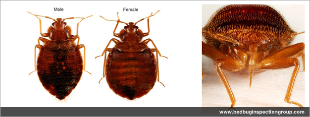 bed bug inspection group - adult