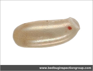 bed bug inspection group - egg
