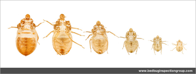 bed bug inspection group - exuvia