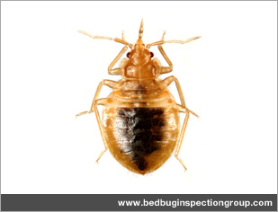 bed bug inspection group - nymph